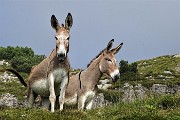 88 Asinelli al pascolo ci osservano incuriositi